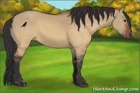 Horse Color:Brown Dun