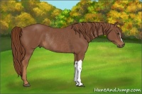 Horse Color:Chestnut Rabicano