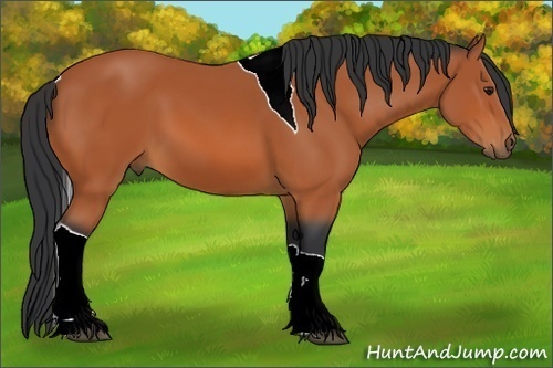 Horse Color:Bay Tobiano 