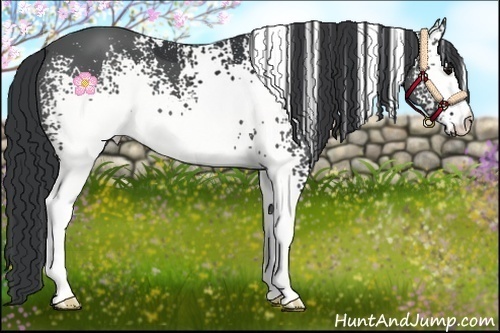 Horse Color:White Spotted Black 