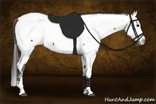 Horse Color:Unknown 