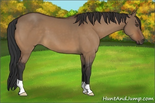 Horse Color:Bay Dun