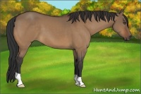 Horse Color:Bay Dun