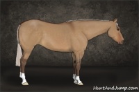 Horse Color:Silver Bay Dun