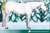 Horse Color:Chocolate Palomino Splash Appaloosa