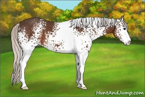 Horse Color:White Spotted Silver Brown Sabino 