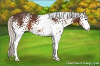 Horse Color:White Spotted Silver Brown Sabino