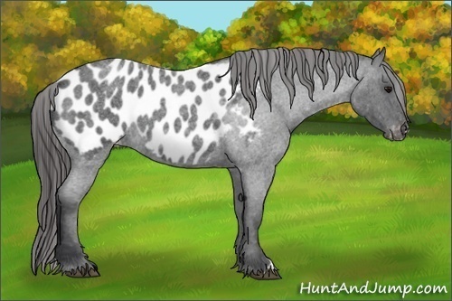Horse Color:Blue Roan Near Leopard 