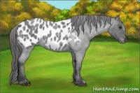 Horse Color:Blue Roan Near Leopard 