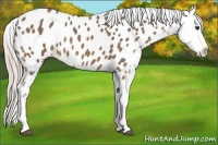 Horse Color:Chocolate Palomino Appaloosa 