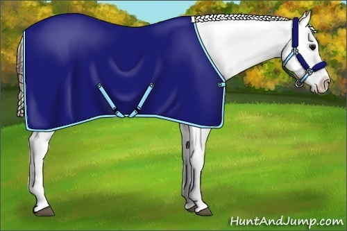 Horse Color:Grullo Appaloosa 