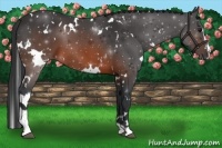 Horse Color:White Spotted Brown Sabino 