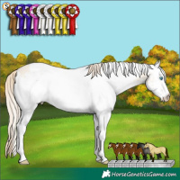 Horse Color:White Spotted Perlino Dun 