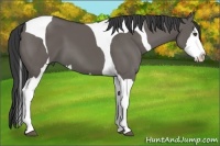 Horse Color:Grullo Splash Tobiano 