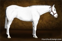 Horse Color:Grullo Splash Tobiano 
