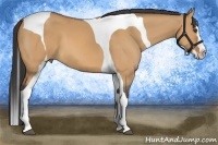 Horse Color:Bay Dun Splash Tobiano