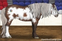 Horse Color:Silver Bay Frame 