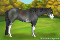 Horse Color:Black Sabino
