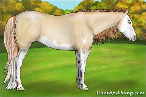 Horse Color:Classic Champagne Pearl Sabino Splash