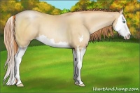 Horse Color:Classic Champagne Pearl Sabino Splash 