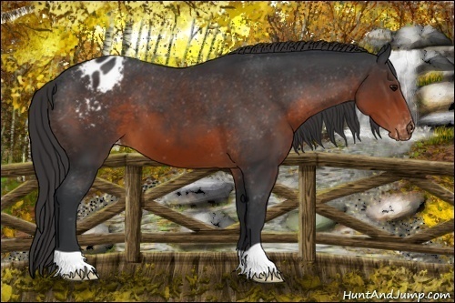 Horse Color:Brown Appaloosa 