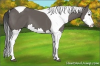 Horse Color:Grullo Splash Tobiano 