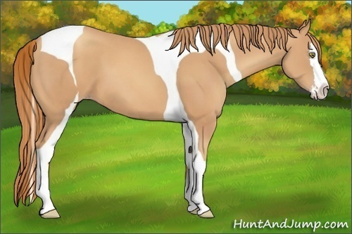Horse Color:Gold Champagne Splash Tobiano 