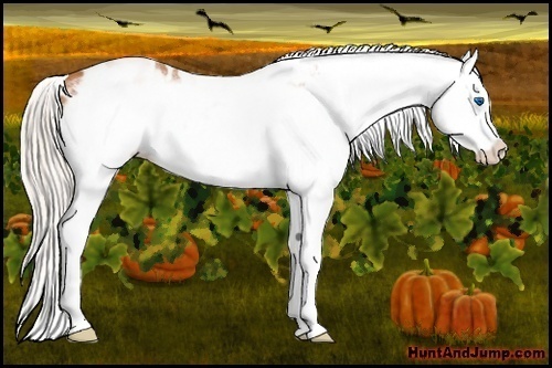 Horse Color:White Spotted Silver Bay Splash Frame Appaloosa 