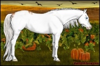Horse Color:White Spotted Silver Bay Splash Frame Appaloosa