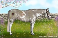 Horse Color:Silver Grullo Sabino