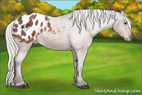 Horse Color:Silver Bay Roan Appaloosa 