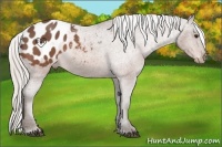 Horse Color:Silver Bay Roan Appaloosa 