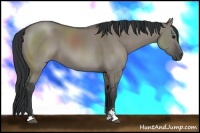 Horse Color:Grullo Sabino