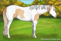 Horse Color:Gold Champagne Splash Tobiano