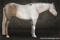 Horse Color:Chocolate Palomino Frame 