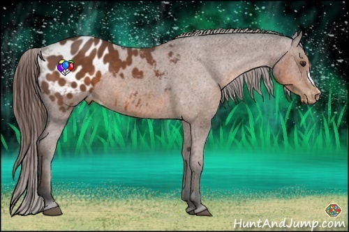 Horse Color:Bay Appaloosa 
