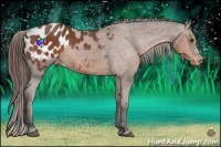 Horse Color:Bay Appaloosa 