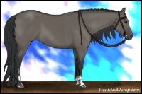 Horse Color:Grullo Sabino 