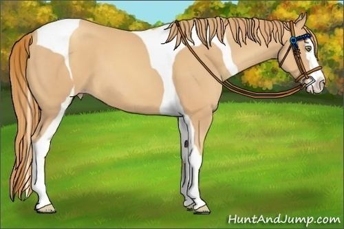 Horse Color:Gold Champagne Splash Tobiano