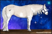 Horse Color:Silver Bay Splash Appaloosa 