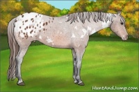 Horse Color:White Spotted Bay Appaloosa 