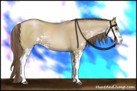 Horse Color:Grullo Pearl Sabino