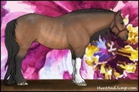 Horse Color:Buckskin Rabicano 