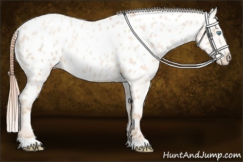 Horse Color:Buckskin Roan Pearl Blanket