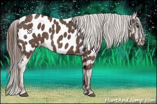Horse Color:Liver Red Roan Appaloosa 
