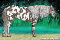 Horse Color:Liver Red Roan Appaloosa 