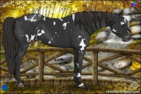 Horse Color:White Spotted Liver Chestnut Varnish 