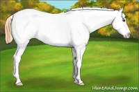 Horse Color:Buckskin Roan Frame Snowcap 