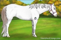 Horse Color:Grullo Roan Appaloosa Rabicano