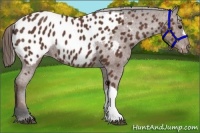 Horse Color:Bay Appaloosa